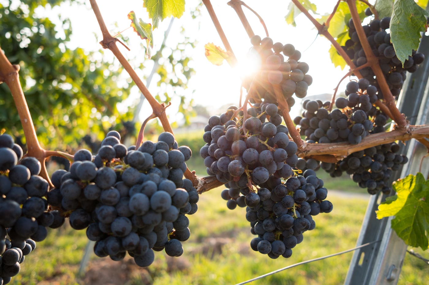 Black grapes hanging on the vine